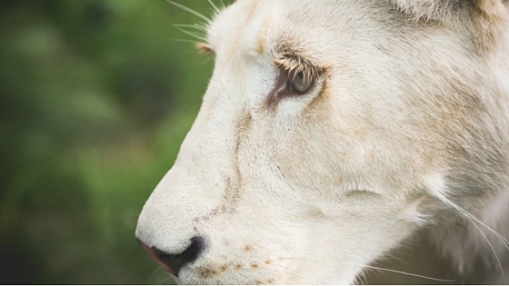 What Eye-Tracking Studies Can Teach Us About Effective Website Design