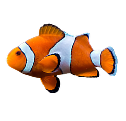 Clownfish